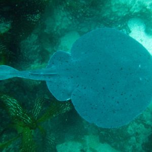 Shocking migratory changes bring electric rays to Canada’s Pacific